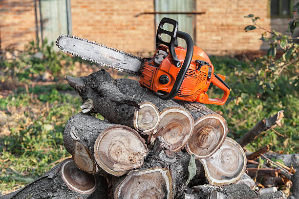 Best Stump Grinding Near Me  in Wimauma, FL